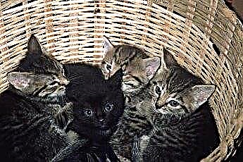  Warum bewegen neue Mutterkatzen ihre Kätzchen und miauen viel? 