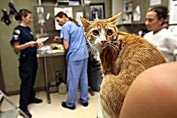  การกู้คืนการผ่าตัดแมวที่ทำหมันและครอกแมว 