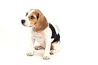  Informácie o šteniatku novorodenca Beagle 