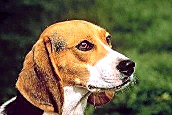  Normal beagle høyde og vekt 