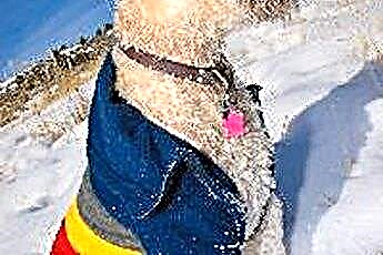  Norfolk Terrier kontra Wheaten Terrier 