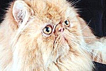  Næseoperation hos persiske katte 