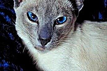  Kas on normaalne, et Siiami kassil on risti silmad? 