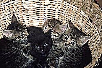  Tỷ lệ cược của một con mèo đen thuần chủng trong một ổ đẻ 