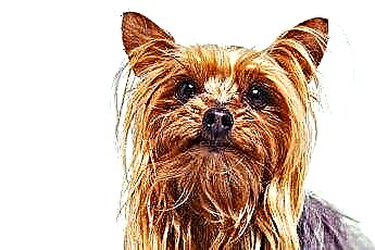  Oily and Itchy Coat in a Yorkie 