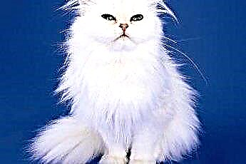  Како наранџаста мачка има чисто бело маче? 