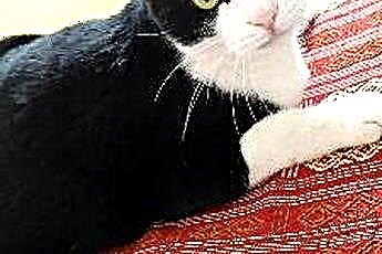  Nguồn gốc của Tuxedo Mèo là gì? 