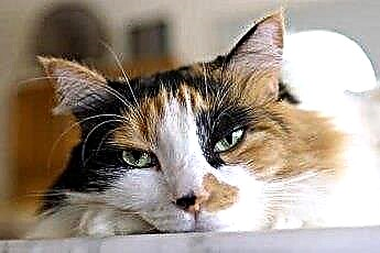  เหงือกซีดและเปลือกตาที่สามที่มองเห็นได้ในแมว 