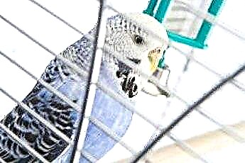  Parakeet Cage Care 