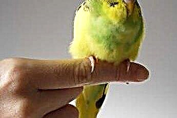  Как заставить попугая сесть на руку 