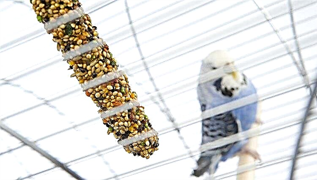  Esznek-e az állatkereskedésből származó papagájok az első napi otthonban? 