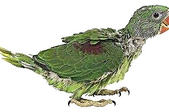  Αναπτύσσονται τα φτερά ενός παπαγάλου μετά την απομάκρυνσή τους; 