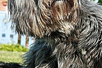  Acerca de los parches de pérdida de cabello en perros 