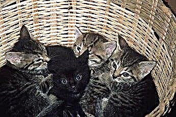  Welk percentage kittens wordt geadopteerd? 