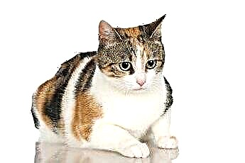  A Calico macskák hány százaléka hím? 