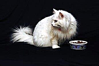  통조림 식품을 먹기 위해 까다로운 고양이를 얻는 방법 