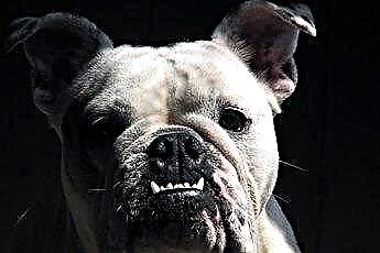  Was ist eine Piebald English Bulldog? 