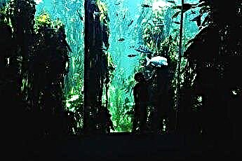  Sådan plantes Marsilea minuta i et akvarium 
