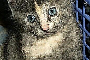 Hva er en polydactyl kattunge? 