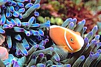  هل من الممكن وجود قلوية عالية ودرجة حموضة منخفضة في حوض أسماك الشعاب المرجانية؟ 