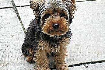  How to Potty Train a Yorkshire Terrier 