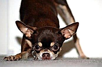  Hoe maak je een theekopje Chihuahua onbenullig trainen 