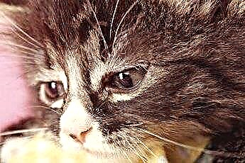  Kedilerde Ağrı Tedavisi için Prednizon 