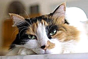  Prednisone สำหรับแมวที่มี IBS 