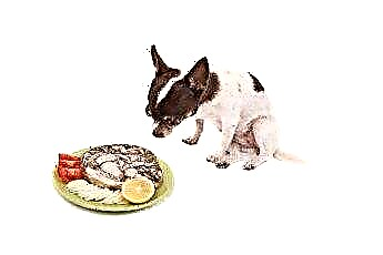  Chế độ ăn ưa thích cho Chihuahua 