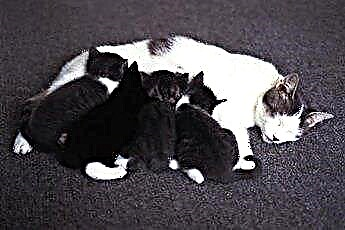  Έγκυος θηλυκή φωλιά γάτας 