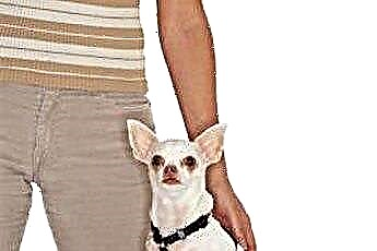  Cách chuẩn bị cho Chihuahua đeo dây nịt 