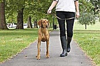  自分の犬を歩くときに攻撃的な犬から身を守る方法 