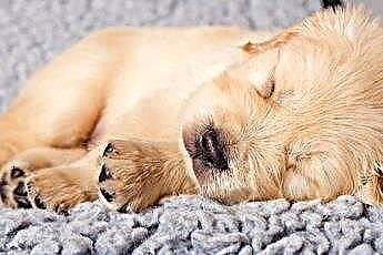 Kebiasaan Tidur Anak Anjing 