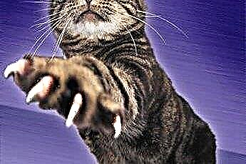  Qual é o objetivo de moer as unhas de um gato? 
