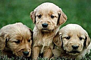  Golden Retriever-puppy's grootbrengen 