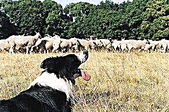 Powody, dla których nie należy szkolić border collie w stado owiec 