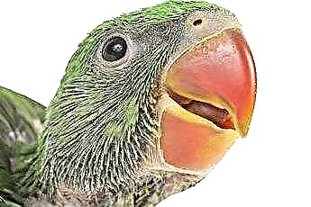  Parakeets में लाल और सूजी हुई आंखें 