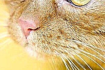  Црвене десни око зуба код мачака 