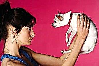  Cách huấn luyện lại Chihuahua sử dụng đệm lót cho chó con khi lớn hơn 
