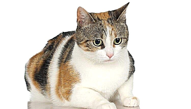  Čo je to reverzná kaliko mačka? 