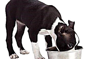  Apakah Nasi Melapisi Perut Anjing? 