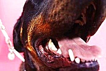  Rottweilers 'कैंची काटने पर तथ्य 