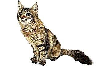 Seberapa Amankah Akupunktur untuk Kucing dengan Masalah Kaki? 