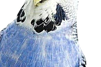  Łuskowaty dziób na papużce 