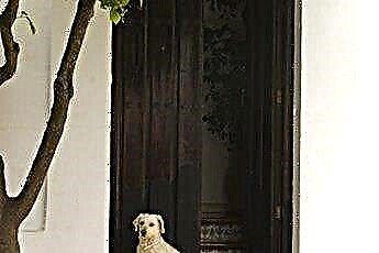  Ekrāna durvis suņiem 