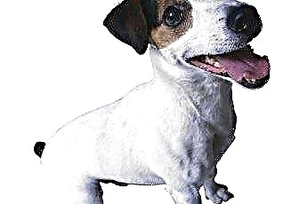  Jack Russell Terriers'da Ayrılık Kaygısı 