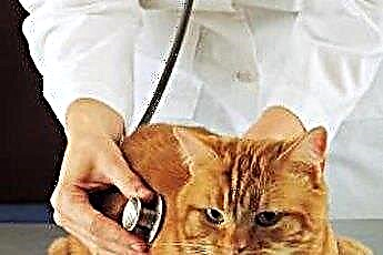 Tresenje pri mačkah po anesteziji 