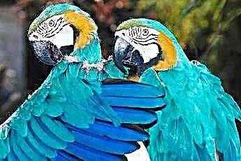  Một số lý do tại sao các loài chim lại xanh lông 