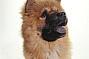  Shedding Cycle of a Chow Chow 