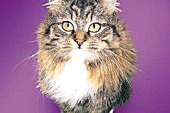  De bästa schampon för en persisk kattunge 
